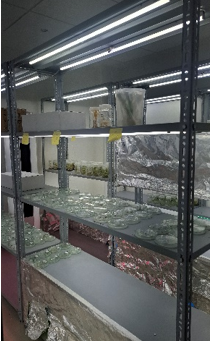 Dr. Sarbesh Das Dangol